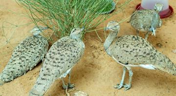 From one chick in 1982, UAE today breeds over 888,200 houbaras From one chick in 1982, UAE today breeds over 888,200 houbaras