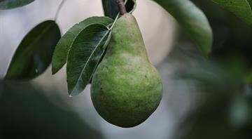 Belgian climate scientists grow the pears of the future Belgian climate scientists grow the pears of the future