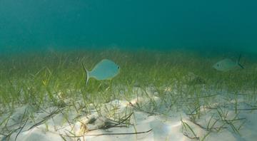 Environment Agency–Abu Dhabi partners with TotalEnergies to launch seagrass restoration programme Environment Agency–Abu Dhabi partners with TotalEnergies to launch seagrass restoration programme