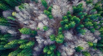 Brazil, France launch $1.1 bln program to protect Amazon rainforest