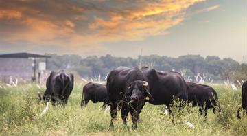 Seaweed Could Reduce Methane Emissions from Grazing Cattle, New Study Shows Seaweed Could Reduce Methane Emissions from Grazing Cattle, New Study Shows