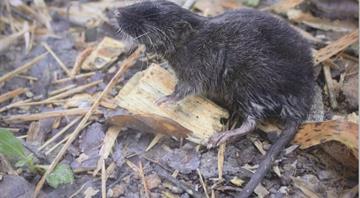 'Amphibious mouse' among 27 new species discovered in Peru's Amazon 'Amphibious mouse' among 27 new species discovered in Peru's Amazon