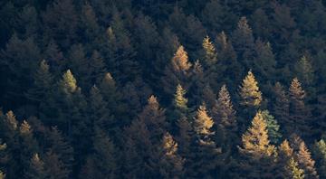 Trees and land absorbed almost no CO2 last year. Is nature’s carbon sink failing? Trees and land absorbed almost no CO2 last year. Is nature’s carbon sink failing?