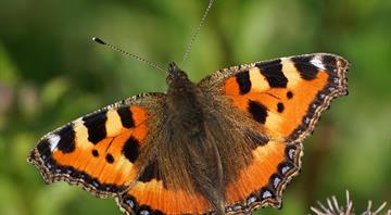 More than half of UK's butterfly species in long-term decline More than half of UK's butterfly species in long-term decline