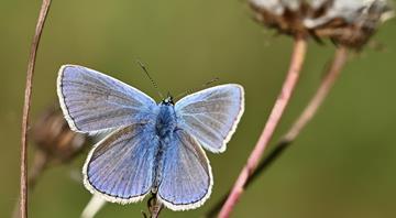 As forests are cut down, butterflies are losing their colours As forests are cut down, butterflies are losing their colours