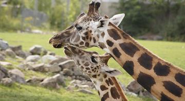 US moves to list giraffes under Endangered Species Act for first time US moves to list giraffes under Endangered Species Act for first time