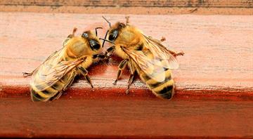 UK may approve bee-killing pesticide despite election promise to ban it UK may approve bee-killing pesticide despite election promise to ban it