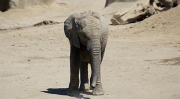 Southern African countries fear losing more elephants to drought Southern African countries fear losing more elephants to drought