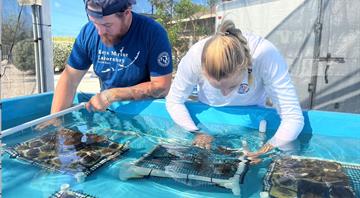 Scientists seek to save Florida’s dying reefs with hardy nursery-grown coral