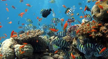 With coral reefs in jeopardy, UN emergency meeting seeks to raise money to aid them With coral reefs in jeopardy, UN emergency meeting seeks to raise money to aid them