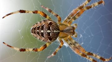 Light pollution is shrinking the brains of city-dwelling spiders, study says Light pollution is shrinking the brains of city-dwelling spiders, study says