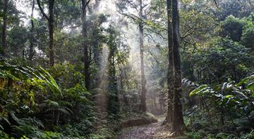 Debt-for-nature swaps could give $100 billion boost to climate fight, says report