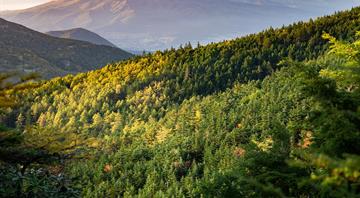 Satellite view of forest biomass reveals hidden carbon trends Satellite view of forest biomass reveals hidden carbon trends