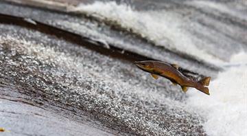 England's salmon population sinks to new low due to poor water quality England's salmon population sinks to new low due to poor water quality