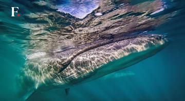 A whale makes a comeback off Argentina's coast 100 years after vanishing A whale makes a comeback off Argentina's coast 100 years after vanishing