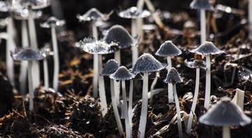 Fungi could be given same status as flora and fauna under conservation plan Fungi could be given same status as flora and fauna under conservation plan