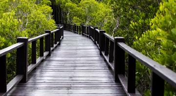 Gulf's mangroves could shrink by 45 per cent as climate threat looms, report warns