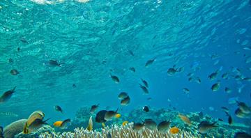 Coral bleachings devastate Bali reefs as sea temperatures rise Coral bleachings devastate Bali reefs as sea temperatures rise