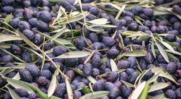 Tunisian startup turns olive waste into clean energy Tunisian startup turns olive waste into clean energy
