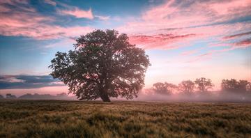 Landmark EU nature restoration plan gets final approval as bloc gives the green light Landmark EU nature restoration plan gets final approval as bloc gives the green light
