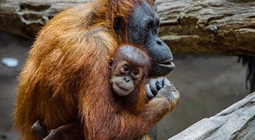 Malaysia announces adopt-an-orangutan plan for palm oil importers Malaysia announces adopt-an-orangutan plan for palm oil importers