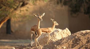 Nine globally significant Key Biodiversity Areas identified in the UAE Nine globally significant Key Biodiversity Areas identified in the UAE