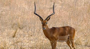 Biodiversity loss in all species and every ecosystem linked to humans – report Biodiversity loss in all species and every ecosystem linked to humans – report