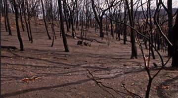 India aims to stamp out farm fires with satellite images of scorched earth India aims to stamp out farm fires with satellite images of scorched earth