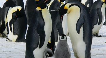 Antarctic penguins have radically shifted their breeding season – seemingly in response to climate change
