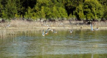 Environment Agency–Abu Dhabi develops Mangrove Ecosystem Monitoring Toolkit for Arabian Gulf region