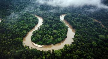 Hypertropical climate in the Amazon could trigger mass tree die-offs