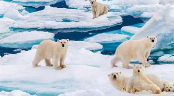 Arctic endured year of record heat as climate scientists warn of ‘winter being redefined’