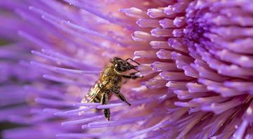How heatwaves play havoc with bees’ fertility How heatwaves play havoc with bees’ fertility