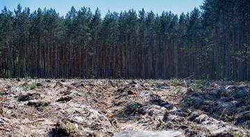 Indonesian forest loss surges by 66% in 2025, driven by Prabowo's self-sufficiency drive, rep