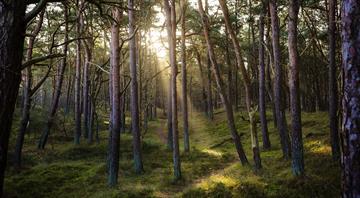 Seven quiet wins for climate and nature in 2025