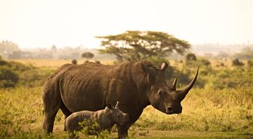 Rhinos reintroduced in Ugandan park after more than four decades