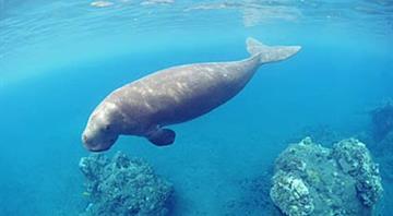 UAE launches $3 million initiative to protect dugongs across five nations