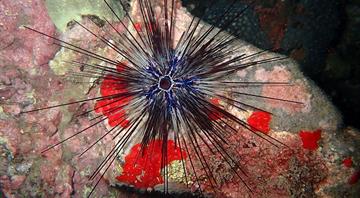 Sea urchin species on brink of extinction after marine pandemic
