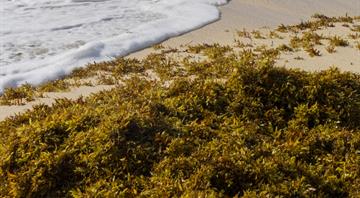 Scientists warn of ‘regime shift’ as seaweed blooms expand worldwide