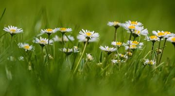 How the common daisy became a ‘visible signal’ of climate change