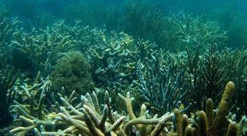 Scientists identify 64,000 sq miles of coral reef capable of surviving climate crisis Scientists identify 64,000 sq miles of coral reef capable of surviving climate crisis