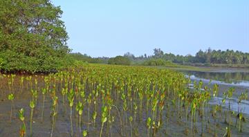 Mangrove forests are healing after decades of human destruction Mangrove forests are healing after decades of human destruction