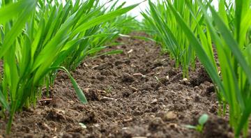 How AI can help head off Africa's impending food crisis as population surges
