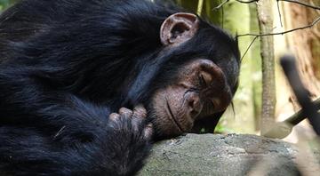 First-ever chimp count in Uganda's Bwindi park shows 426 specimens, a boost for conservation 