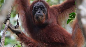 Deadly Indonesia floods wiped out at least 7% of rare orangutan population, report says Deadly Indonesia floods wiped out at least 7% of rare orangutan population, report says