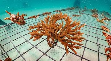 Abu Dhabi cultivates more than 302,000 new coral colonies this year Abu Dhabi cultivates more than 302,000 new coral colonies this year