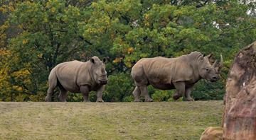 South Africa records 16% decline in rhino poaching