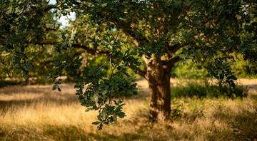 Trees keep absorbing carbon long after they stop growing Trees keep absorbing carbon long after they stop growing