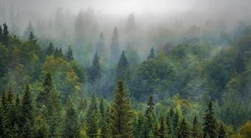 Trees may store less planet-heating carbon than hoped, study suggests Trees may store less planet-heating carbon than hoped, study suggests