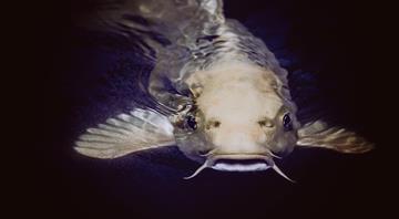 Decline in migratory fish populations prompts fight for protection